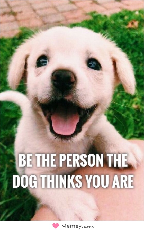 Be the person the dog thinks you are