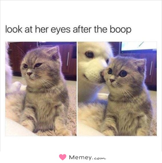 Look at her eyes after the boop