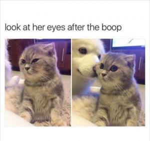 Look at her eyes after the boop