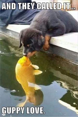 And they called it guppy love