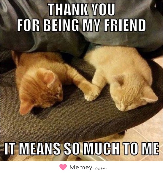 cute animal thank you meme