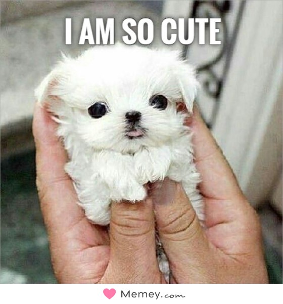 Soooo Cute Memes 100 Best I Love You Memes That Are Cute Funny